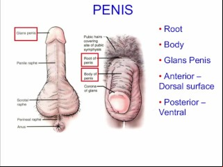 Masturbation Techniques Be Worthwhile For Men. Incitement Of Make An Issue Of Corona.